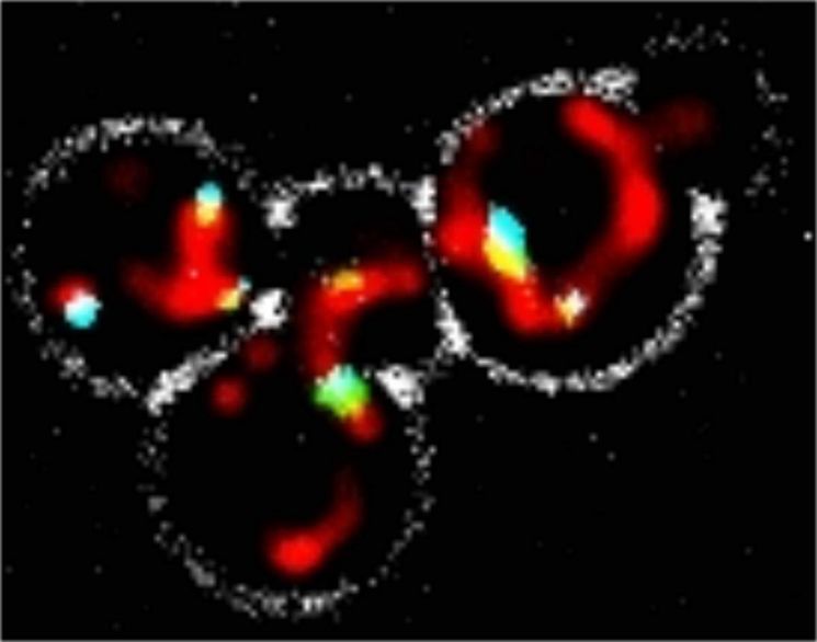 세포의 구조를 보여주는 이미지. 빨간 색이 미토콘드리아다. 사진 출처=이스라엘 와이즈만 연구소 홈페이지.