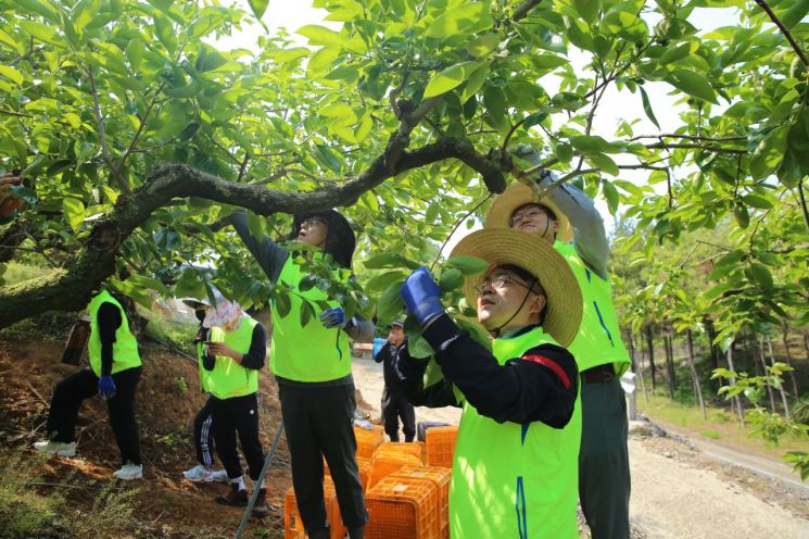 경남농협 임직원들이 11일 사천시 운계마을의 단감 재배농가에서 단감솎기 작업을 하고 있다. [이미지제공=경남농협]
