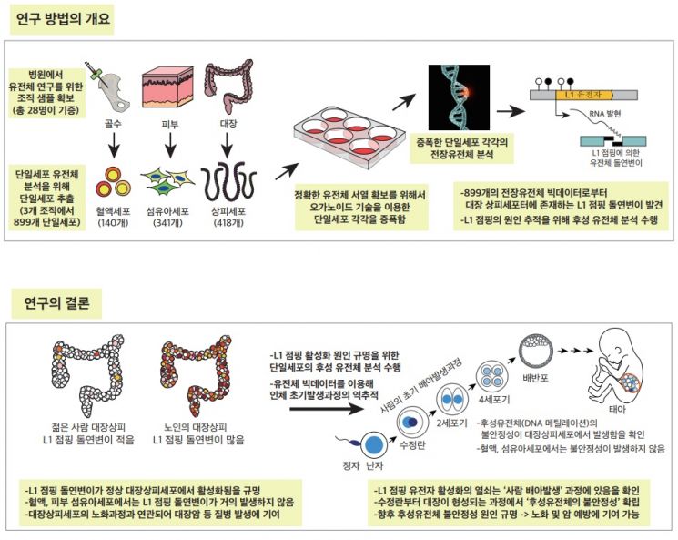 그림출처=카이스트 제공