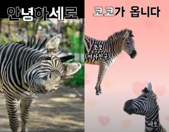 지난 3월 동물원 울타리를 부수고 서울 도심 탈출 소동을 벌였던 얼룩말 '세로'가 여자친구 '코코'와의 만남을 앞두고 있다.[사진출처=유튜브 채널 '서시공TV' 캡처]