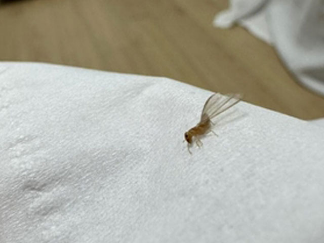 집 무너뜨린다는 흰개미, 강남 출현?…"사실이면 심각한 상황"