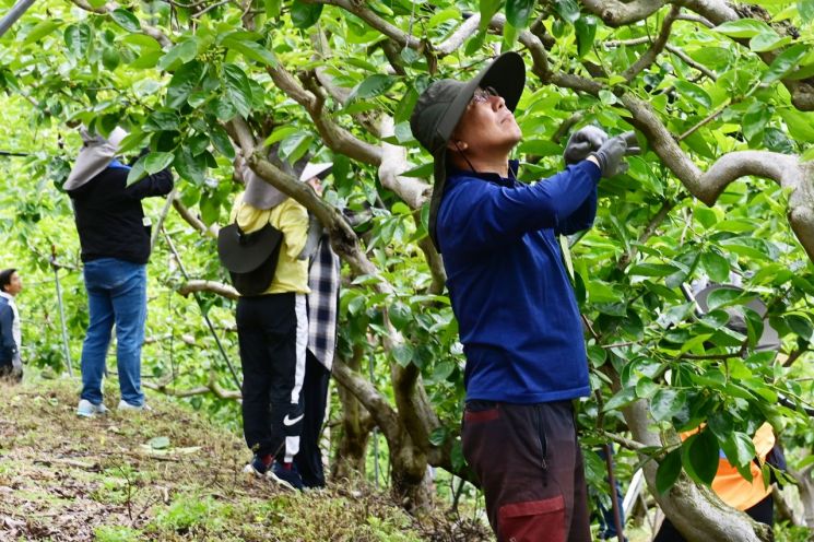 경남 진주시청 공무원들이 일손 부족 농가를 찾아 일손 돕기에 참여하고 있다.