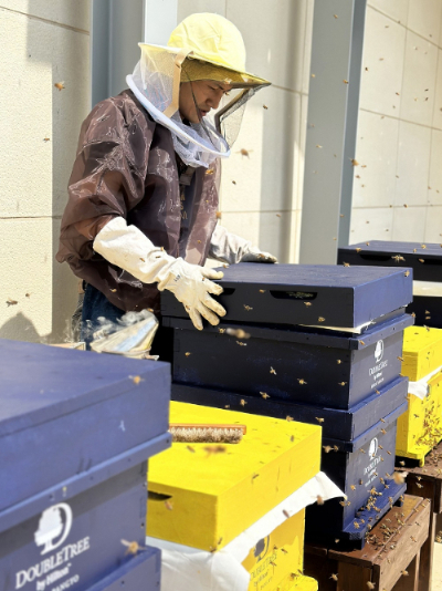 더블트리 바이 힐튼 서울 판교 루프탑에 설치된 양봉장에서 꿀을 수확하고 있다. [사진제공=더블트리바이힐튼호텔]
