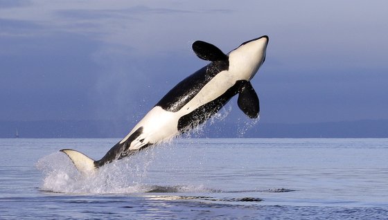 "인간에 대한 복수 가능성"…범고래의 잇따른 보트 습격