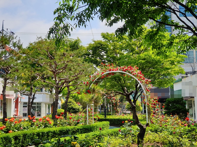 목포 장미의 거리, 핫 플레이스로 부상…5만 송이 장미 만개