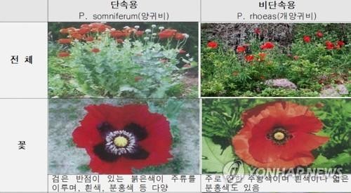 마약 원료인 양귀비와 관상용인 개양귀비 구분 방법. 사진제공=경찰청