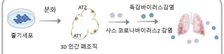 연구 모식도.[자료제공=질병관리청]