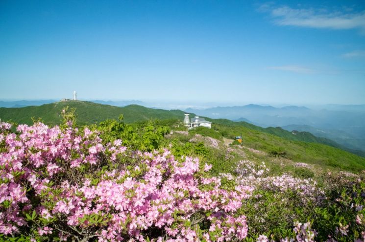 소백산 철쭉제가 열리기 전 정상에 피어난 철쭉. 
영주시는 "행사가 개최되는 27일에는 철쭉이 활짝 피어날 것"으로 기대하고 있다.