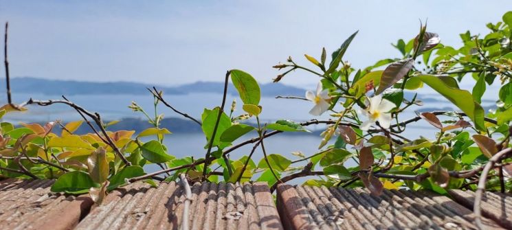 [포토] 목포시 유달산 정상에 활짝 핀 야생화 ‘마삭줄’