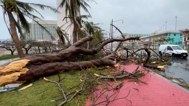 4등급 '슈퍼 태풍' 마와르가 태평양의 미국령 괌을 강타한 25일(현지시간) 나무들이 강풍에 꺾여 거리에 쓰러져 있다. 괌 당국은 이번 태풍으로 인한 인명 피해는 없으나 강풍과 폭우로 인한 단전·단수가 이어져 현지인과 관광객들이 큰 어려움을 겪고 있다고 전했다. [이미지출처=연합뉴스]