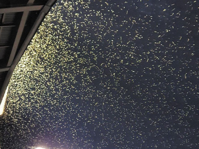지난 18일 KT 위즈와 LG 트윈스의 경기가 열린 서울 잠실야구장에 출몰한 동양하루살이.[이미지출처=트위터]