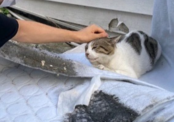 고양이 학대자로 지목된 A씨가 고양이를 만지는 모습. [이미지출처=동물권 단체 '케어' 인스타그램]