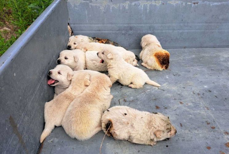 2일 강원 횡성군 주택 화재현장에서 구조된 강아지 10마리의 모습[이미지출처=연합뉴스]