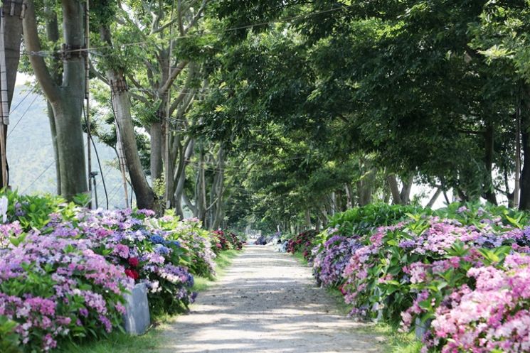 신안군 도초 환상의 정원 팽나무 10리길 전경 [사진제공=신안군]