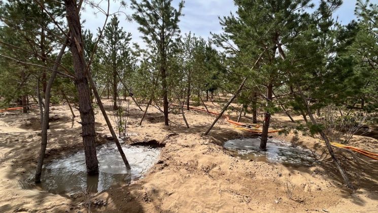쿠부치 사막에 심겨진 수목은 지하수를 끌어올려 관리한다. 사막의 3~22m 가량만 파내면 재배에 사용 가능한 물을 구할 수 있다고 이리그룹 측은 설명했다. (사진 출처= 김현정 특파원)