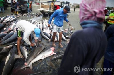에콰도르 만타 항구에서 어부가 상어 지느러미를 자르고 있다 [이미지출처=연합뉴스]