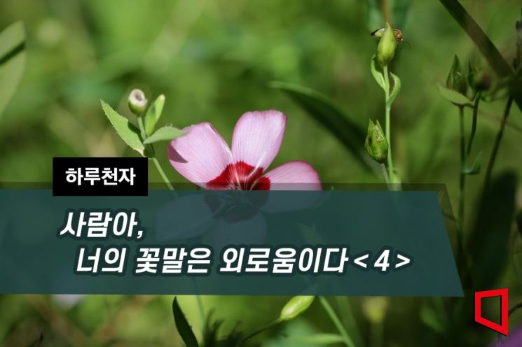 [하루천자]사람아, 너의 꽃말은 외로움이다＜4＞