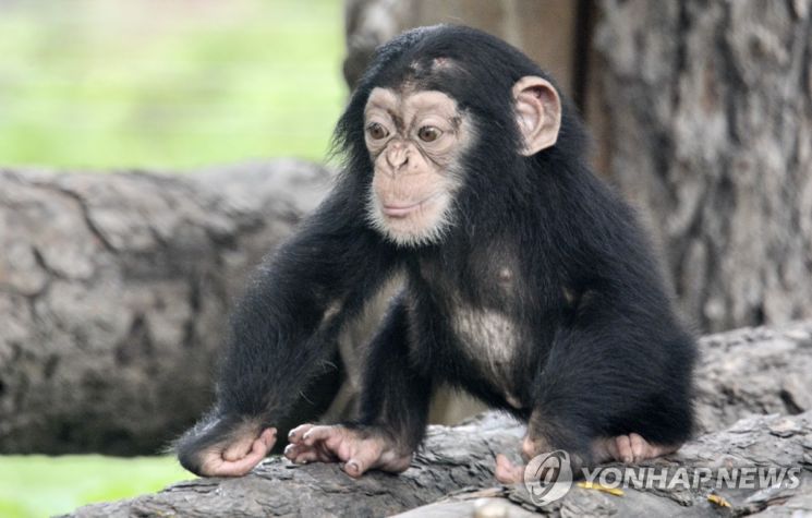 '털에 걸려 피 볼 수도'…모기는 털난 사람을 싫어해