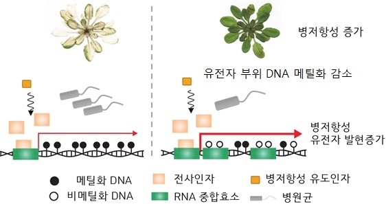 DNA메틸화와 병저항성 연관관계 규명. 그림출처=한국연구재단 제공