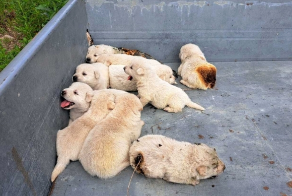 강릉 화재현장서 구조된 강아지, 안타까운 근황 공개 