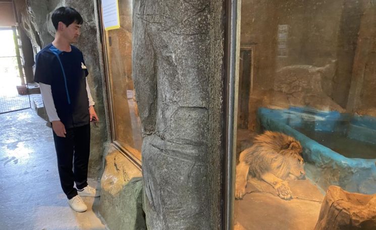 비쩍 마른 '갈비 사자', 에어컨차 타고 새 보금자리 간다