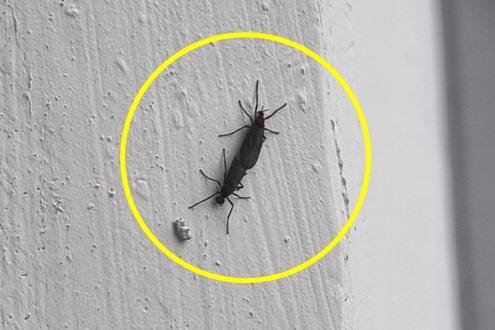 올해도 창문 다닥다닥…수도권 출몰 '러브버그' 퇴치법은