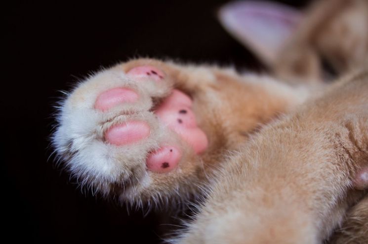 고양이 발. 이 사진은 기사의 내용과 직접적인 관련 없음. [이미지출처=픽사베이]