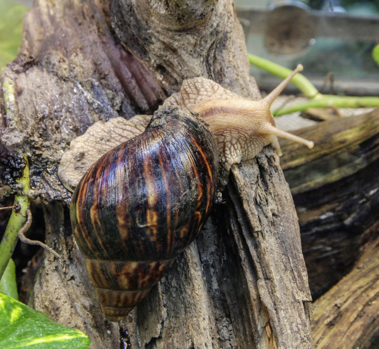 표지판·페인트도 뜯어먹는 '대왕달팽이' 재출현…美비상