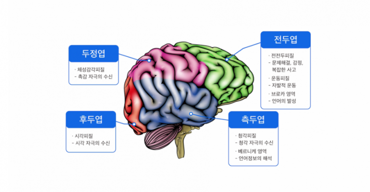 뇌 활성화 영역. 그림출처=국가과학기술연구원(NST)