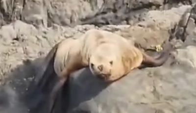 지난 22일 오전 신안군 흑산면 가거도에서 큰바다사자가 포착됐다. [사진출처=연합뉴스]