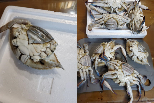 Merchant Tactics: Unsavory Blue Crab Sales and Consumer Complaints in Soraepo-gu, Incheon