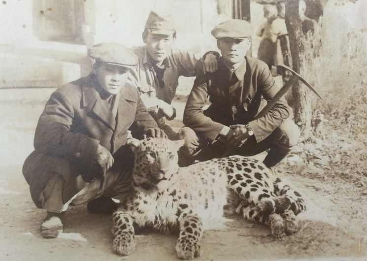 1944年在蔚山岭南阿尔卑斯神佛山捕获的豹。 联合新闻提供