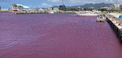 오키나와 나고시의 어항 주변이 붉게 물든 모습. [이미지출처=트위터]