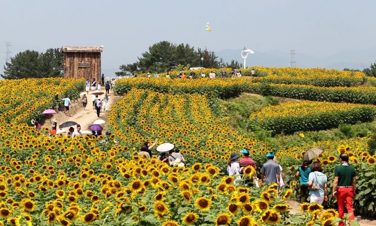  함안군, 7월의 노란물결 … 강주해바라기 축제 개최