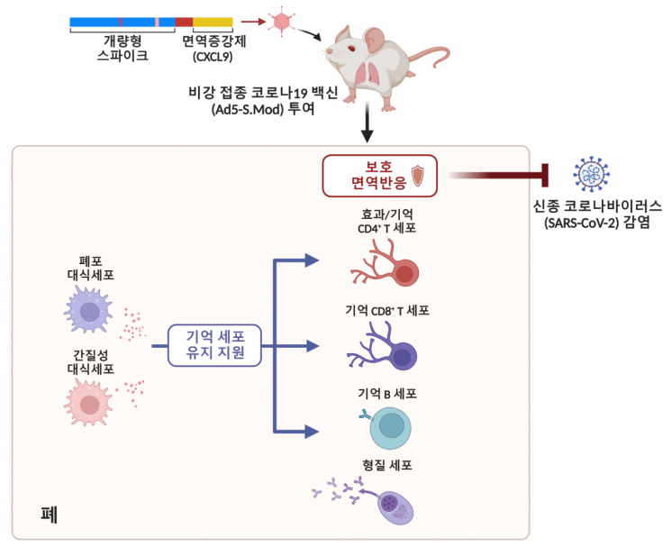 콧구멍에서부터 코로나19 바이러스를 차단하는 비강 접종 백신 연구 모델 요약도. 그림출처=카이스트 제공