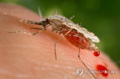 말라리아를 매개하는 얼룩날개모기. [이미지출처=연합뉴스]