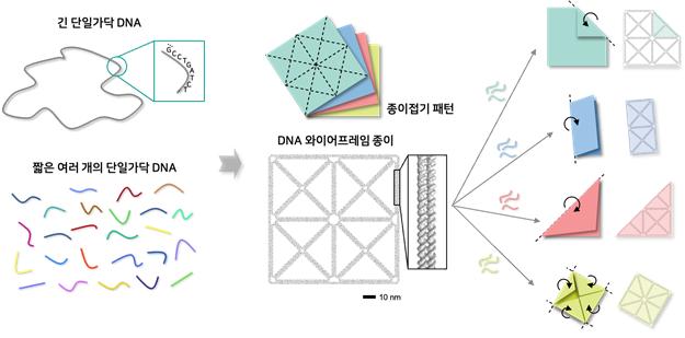 DNA를 종이처럼 접어 나노 로봇 만든다