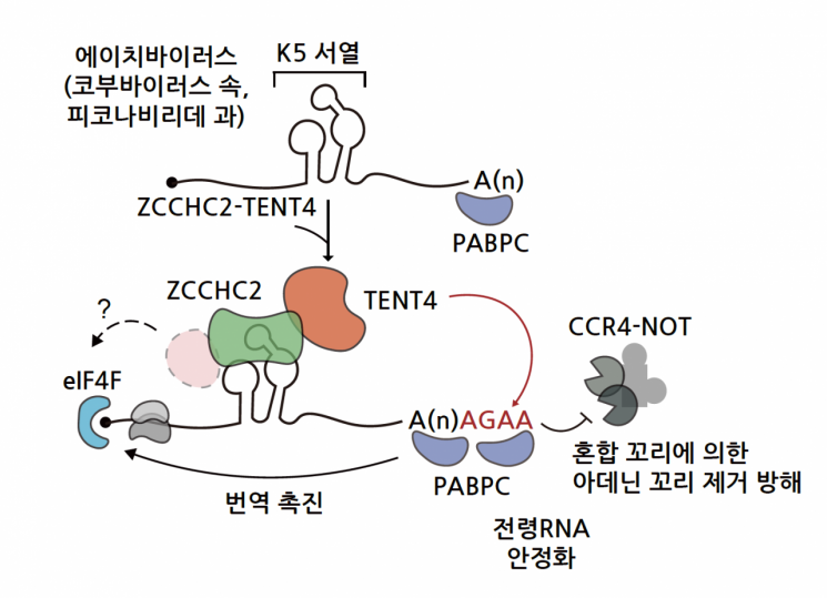 RNA 스크리닝으로 찾은 K5 서열의 작용 메커니즘. 그림출처=IBS 제공