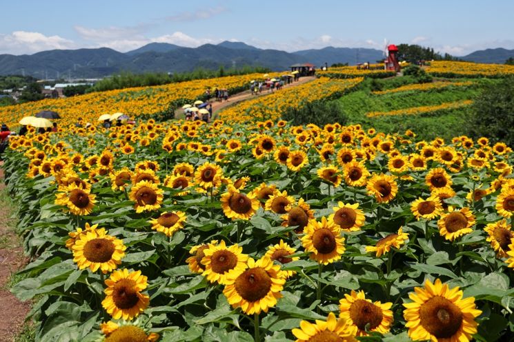 함안군, 제11회 강주해바라기 축제 개막