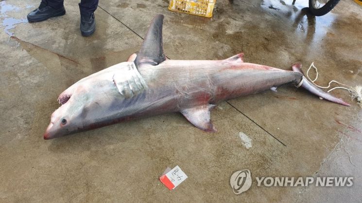 지난달 23일 속초 장사항 인근에서 발견된 백상아리 추정 사체. [이미지출처=연합뉴스]