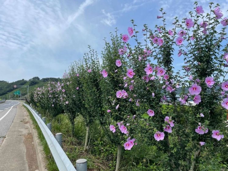 전북도 완주군의 17번국도에 자리한 국내 최장 무궁화 100리길 무궁화 개화 모습.[사진 제공=완주군]
