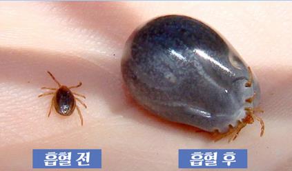 중증열성혈소판감소증후군(SFTS)을 유발하는 작은소참진드기 흡혈 전후 사진. [이미지제공=제주시]