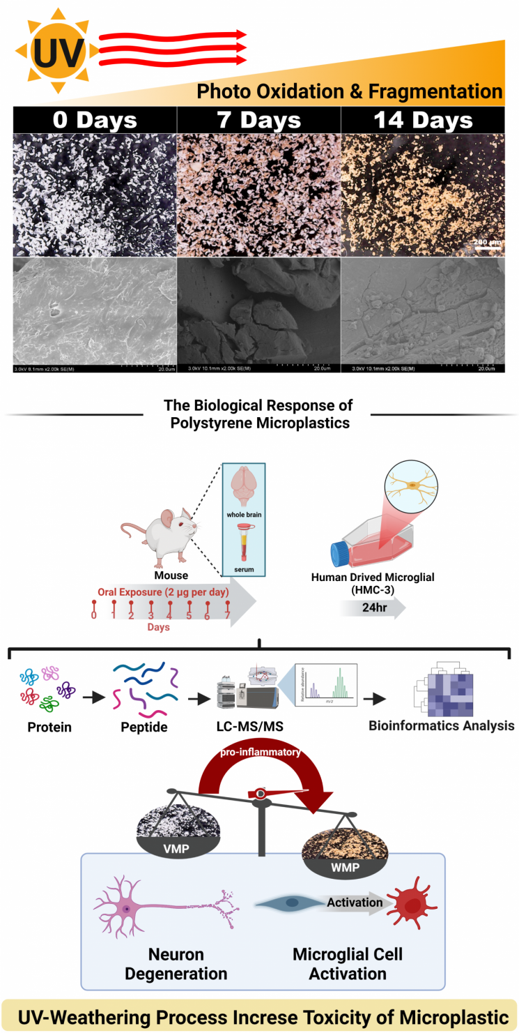 2차 미세플라스틱의 물리화학적 변화 및 뇌의 염증반응 변화 모식도. 그림출처=DGIST 제공