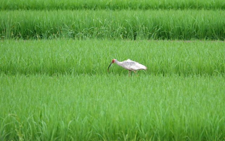 [포토] 우포늪 옥천마을 들판서 따오기 포착 