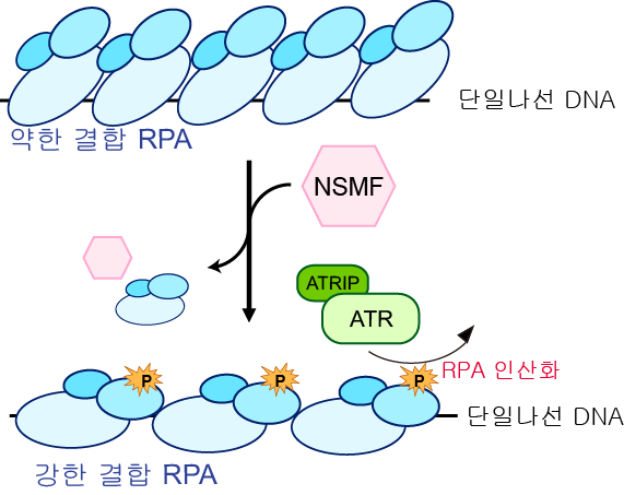 DNA 복제 스트레스에서 NSMF에 의한 ATR의 RPA 인산화 증가에 대한 모식도.