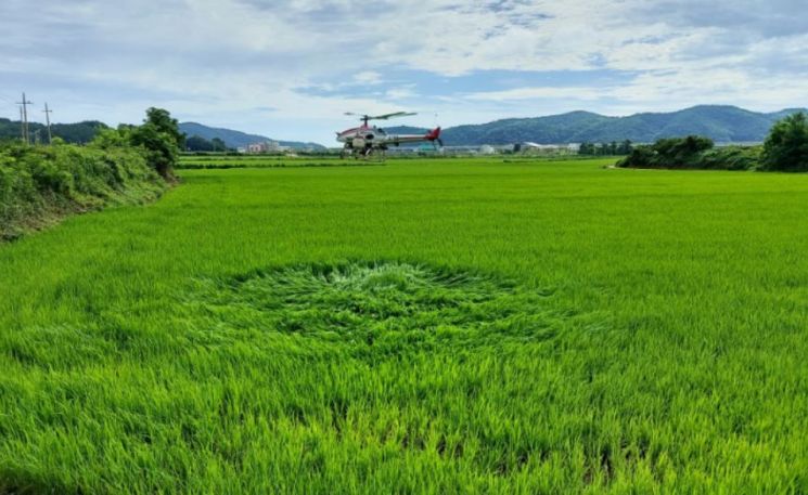 무인항공을 활용한 병해충 방제로 고품질 쌀 생산을 위한 벼 병해충 공동방제사업을 실시하는 울진군.