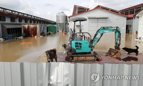 물에 잠긴 충남 논산시 한 양계장 모습(사진=연합뉴스)