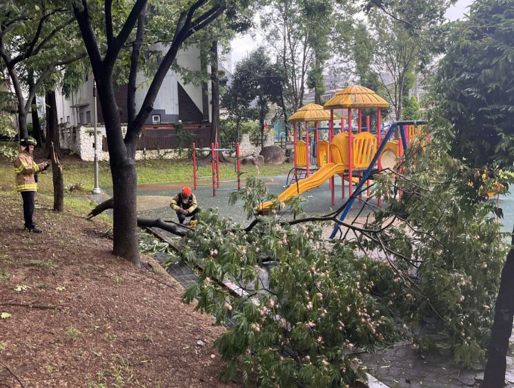 경남 창원시 성산구의 어린이 놀이터 인근 나무가 비바람에 쓰러져 소방대원이 제거 작업을 준비하고 있다. [사진제공=창원소방본부]