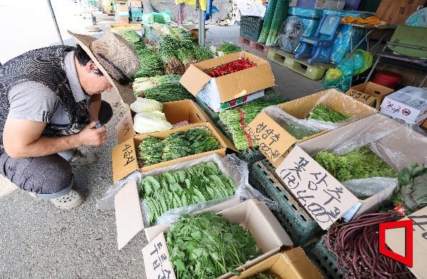 밥상 물가 '초비상'…상추 도매가격 한 달 새 352% 급등