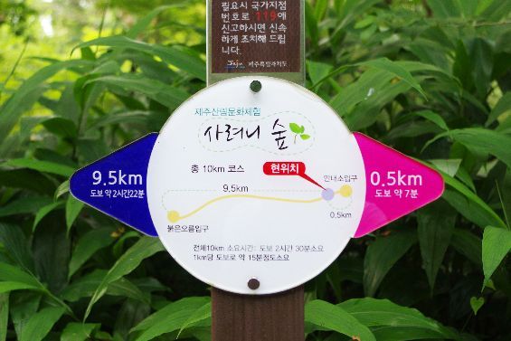 사려니숲길은 총연장 4.8㎞ 구간으로 조성됐다. 완만한 경사와 정비된 보행로는 걷는 이의 피로감을 덜어준다. 사진=제주관광공사 제공